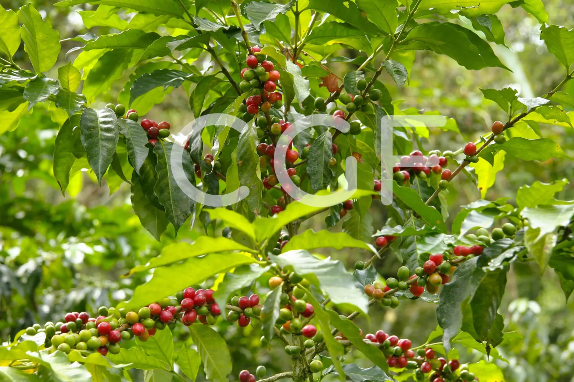 CGF_Export_Ethiopia_Coffee_02